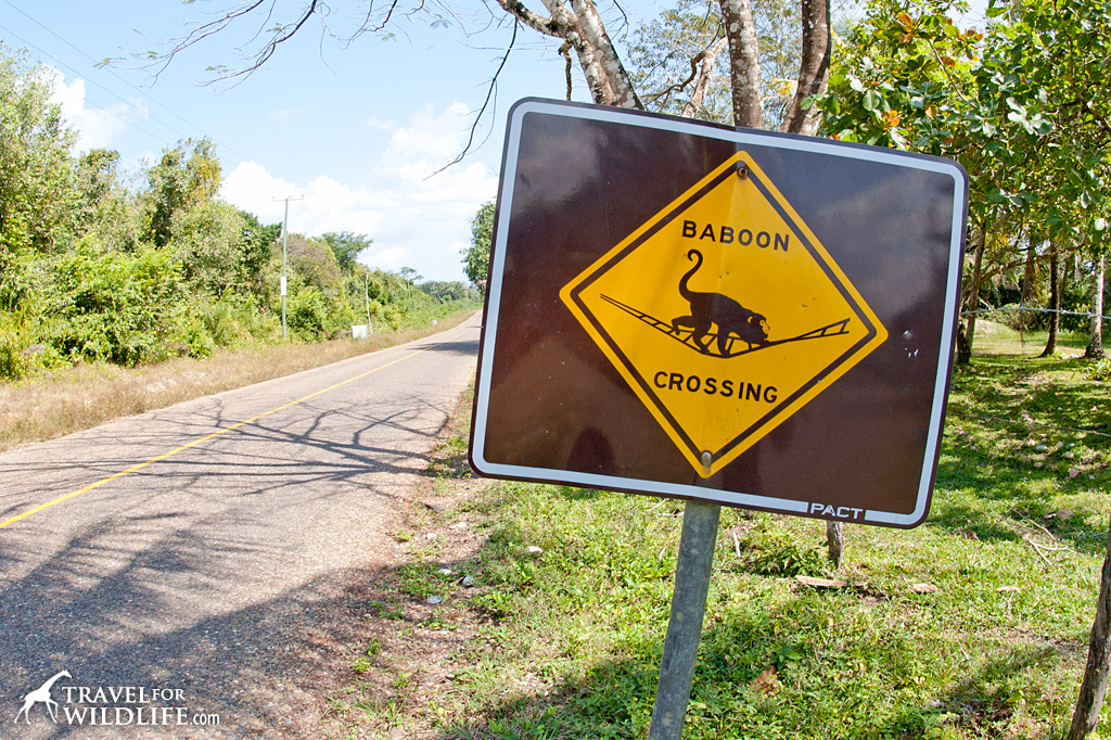 Howler Monkey (baboon) crossing sign in Belize