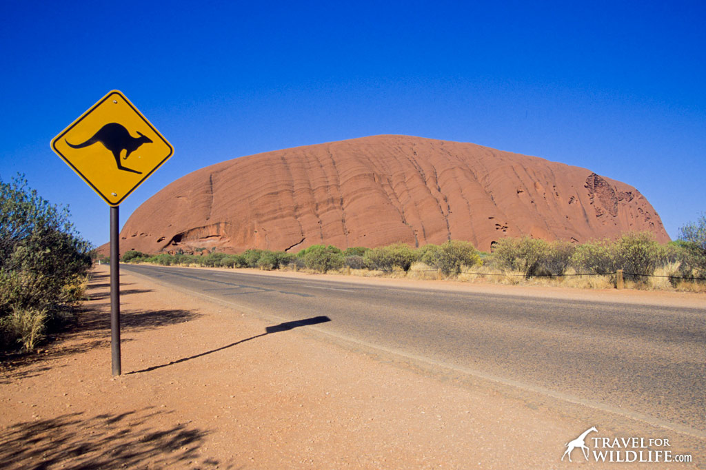 Kangaroo crossing sign near Uluru (Ayer's Rock) in Australia