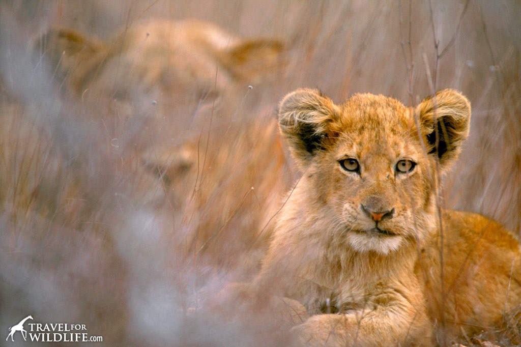 Animals in Kruger National Park, South Africa.