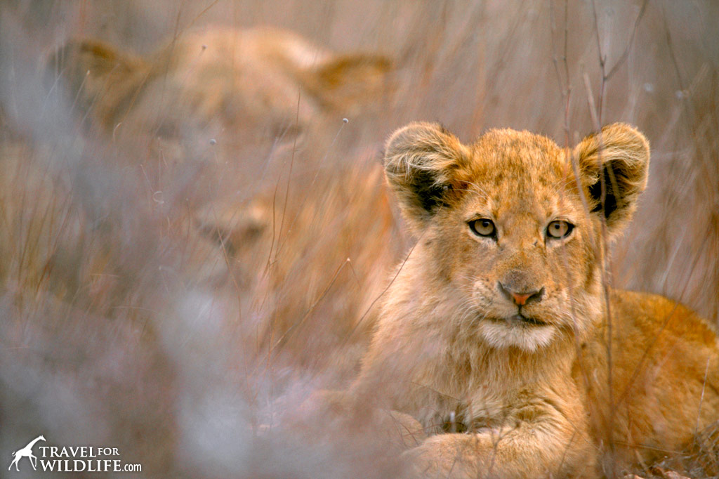 Lion cub and mother. Kruger National Park, South Africa.