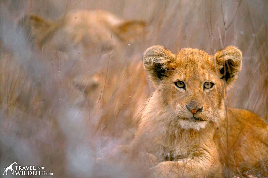 Animals in Kruger National Park, South Africa.