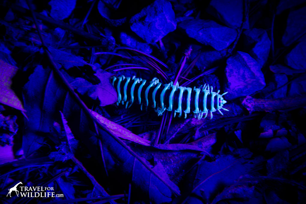 Millipede under UV light 