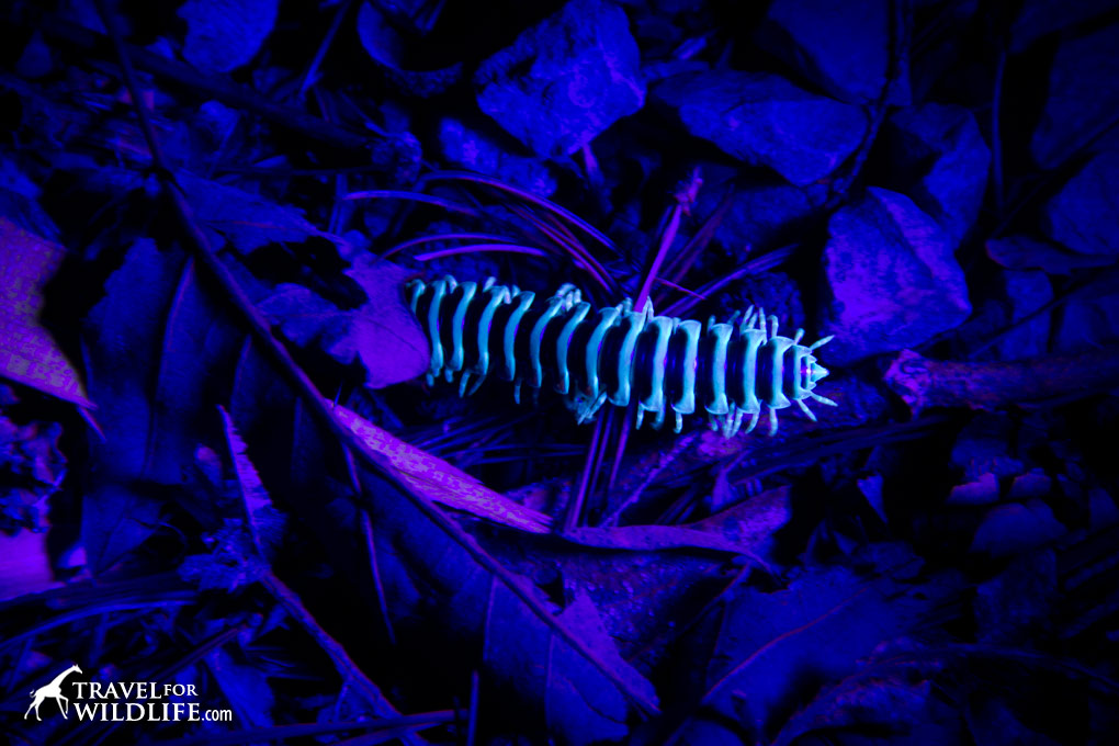 Millipede under UV light