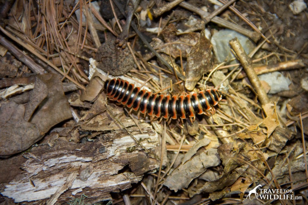 Millipede in the Smoky Mountains