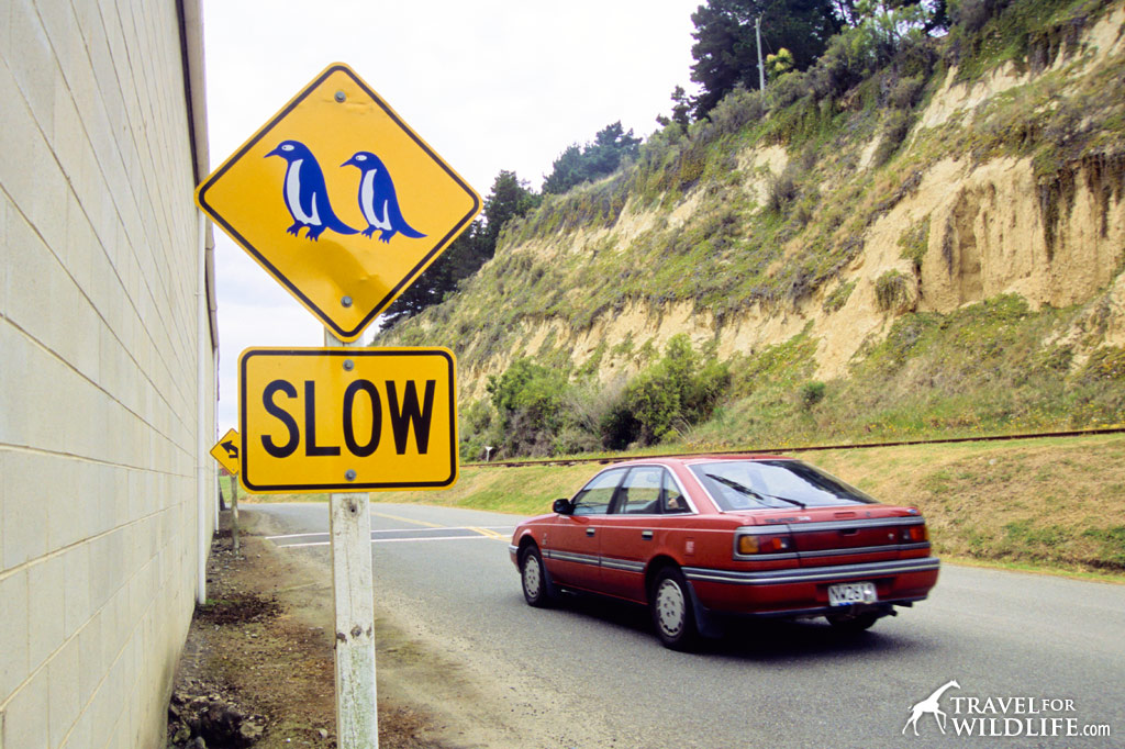 Little Blue Penguin crossing sign, New Zealand