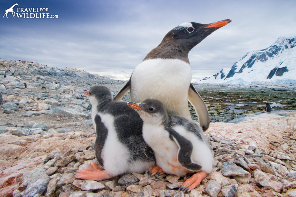 A gentoo penguin and chicks on a rocky beach in Antarctica 