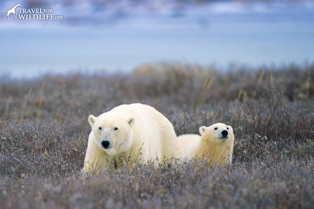 Polar bear and cub walking on the tundra in Canada