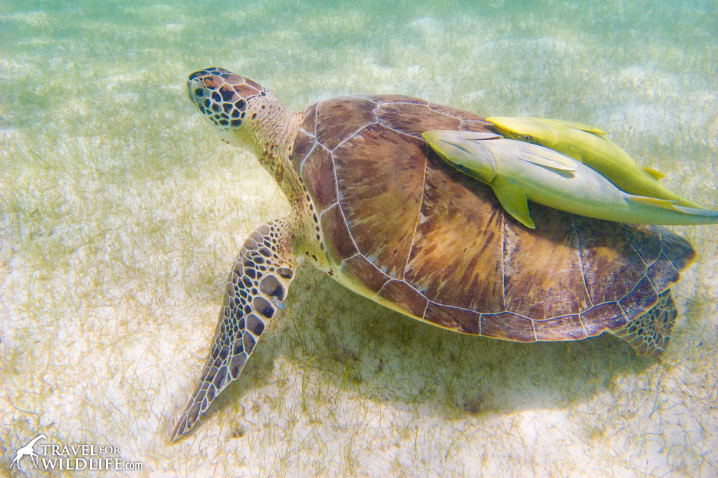 Sea turtle with two remoras on her back