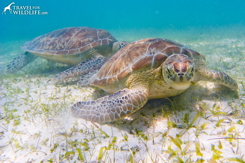 Sea turtles grazing