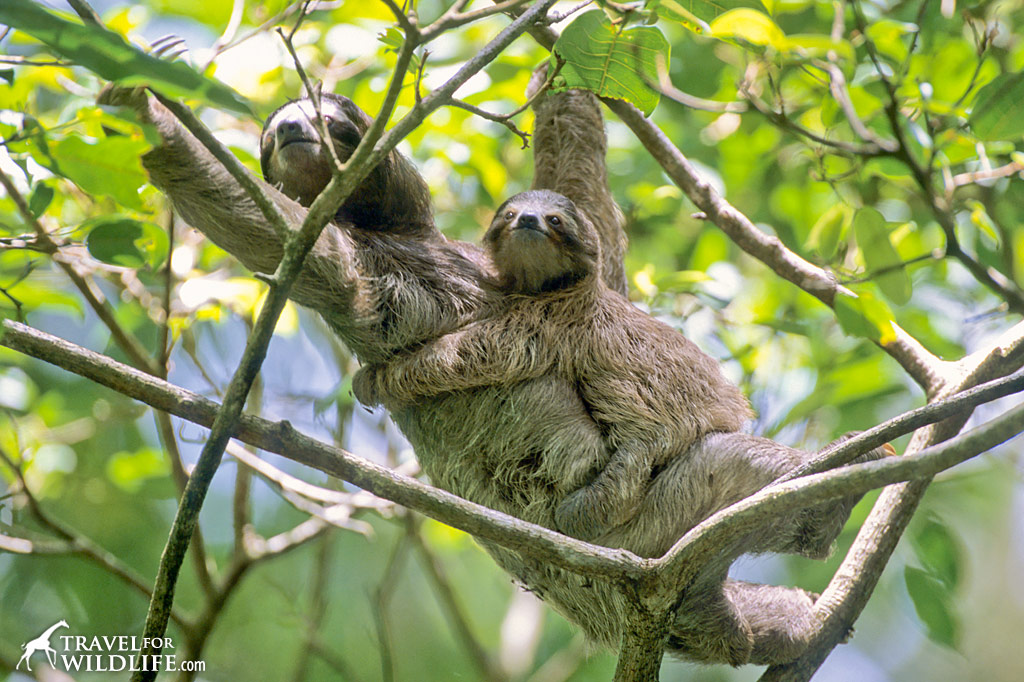 Three-toed Sloth mother and baby. Cahuita, Costa Rica.