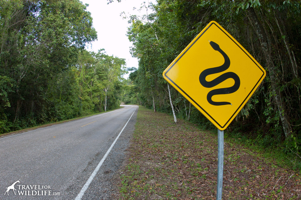 Migratory Routes Need Animal Crossing Signs