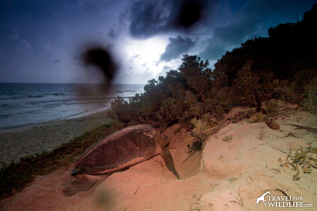 Nesting sea turtle photo after digital processing.