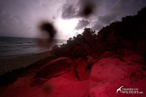 Nesting sea turtle photo before processing