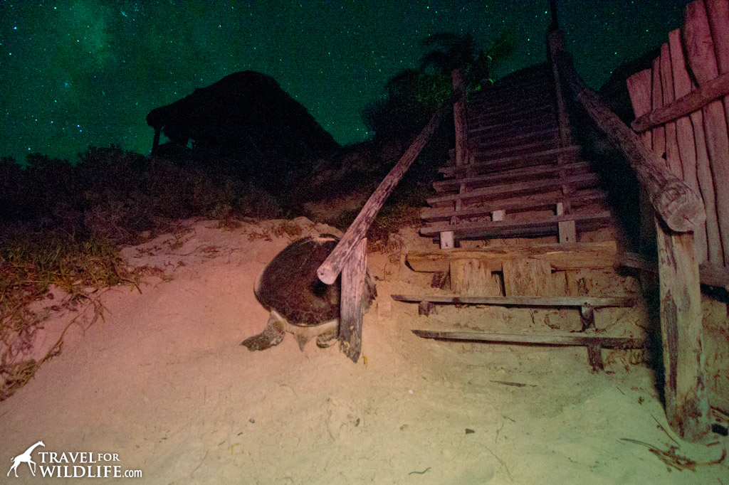 Nesting sea turtle