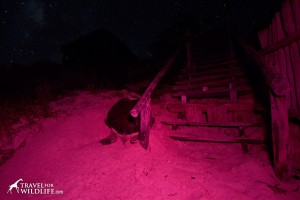 Sea turtle photo before processing.