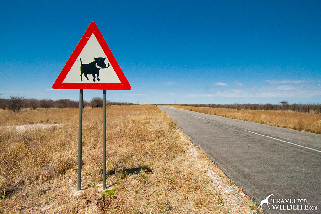 Lions and tigers and animal crossing signs around the world