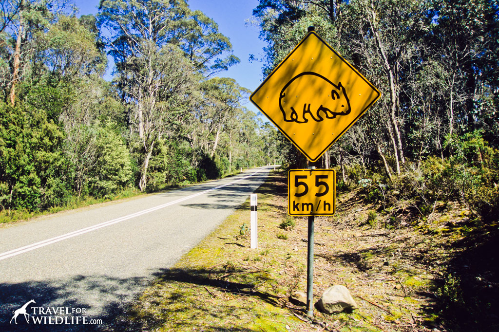 Wombat crossing sign, Australia