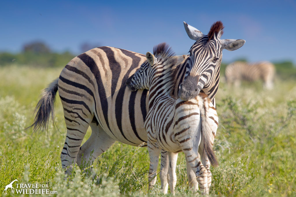 Zebra mother and foal. Etosha National Park, Namibia.