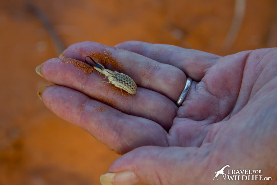 Antlion at Kalahari Trails