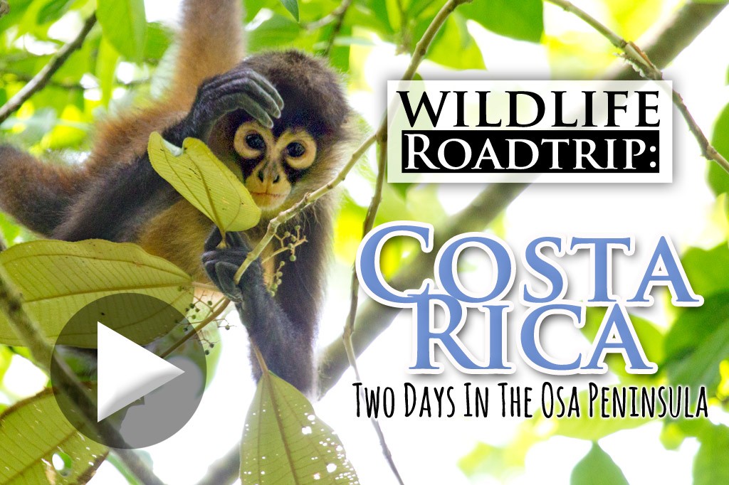 Costa Rica wildlife roadtrip Osa Peninsula