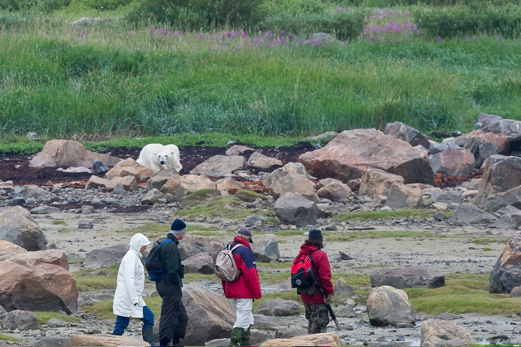 Walking with polar bears