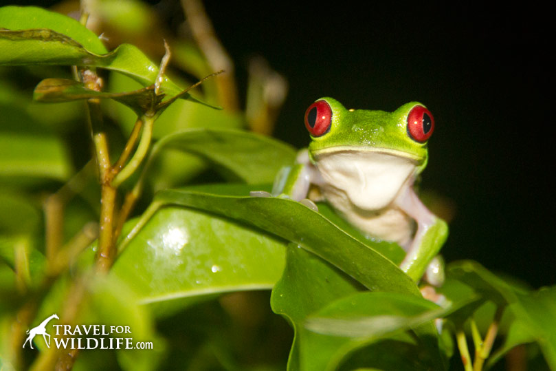 Red-eyed tree frog, Costa Rica