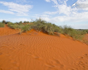 Red Kalahari dune covered in tracks from the day before