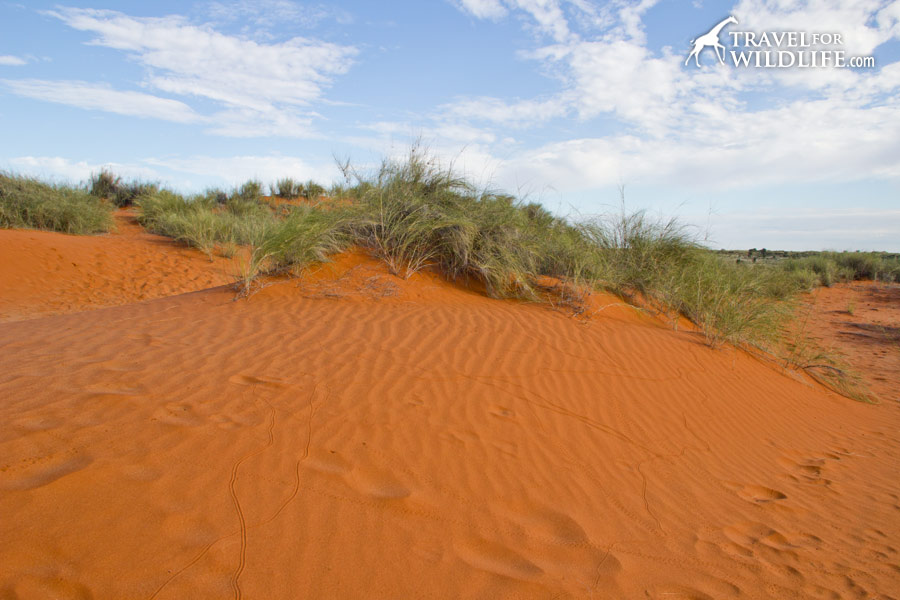 Red Kalahari dune covered in animal tracks