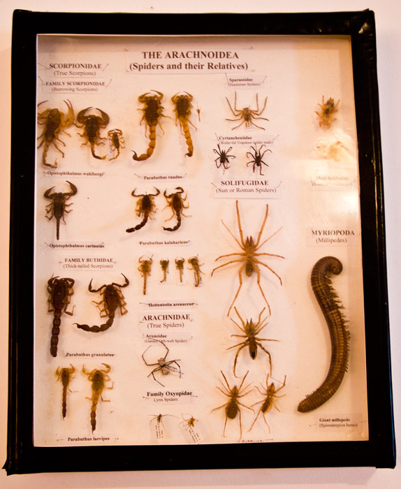 Scorpion collection at Kalahari Trails