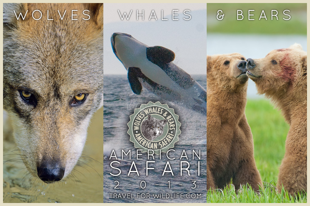 Wolves, Whales and Bears, American Safari