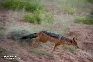 Just Passing Through. Black Backed Jackal - Travel For Wildlife