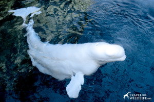 Beluga Whale, the canary of the sea