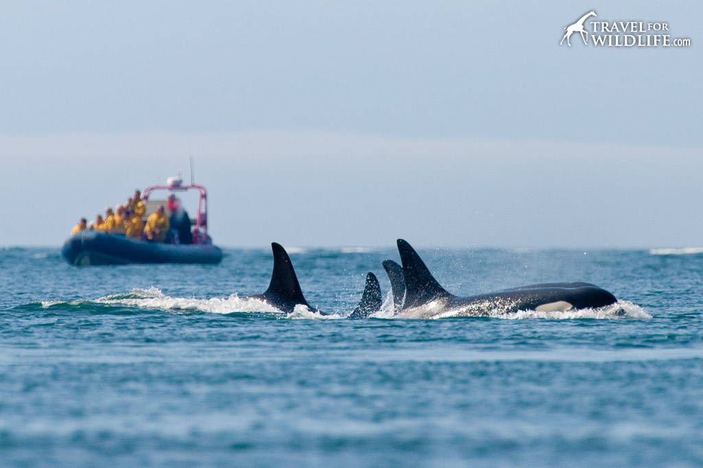 Watching orcas in British Columbia