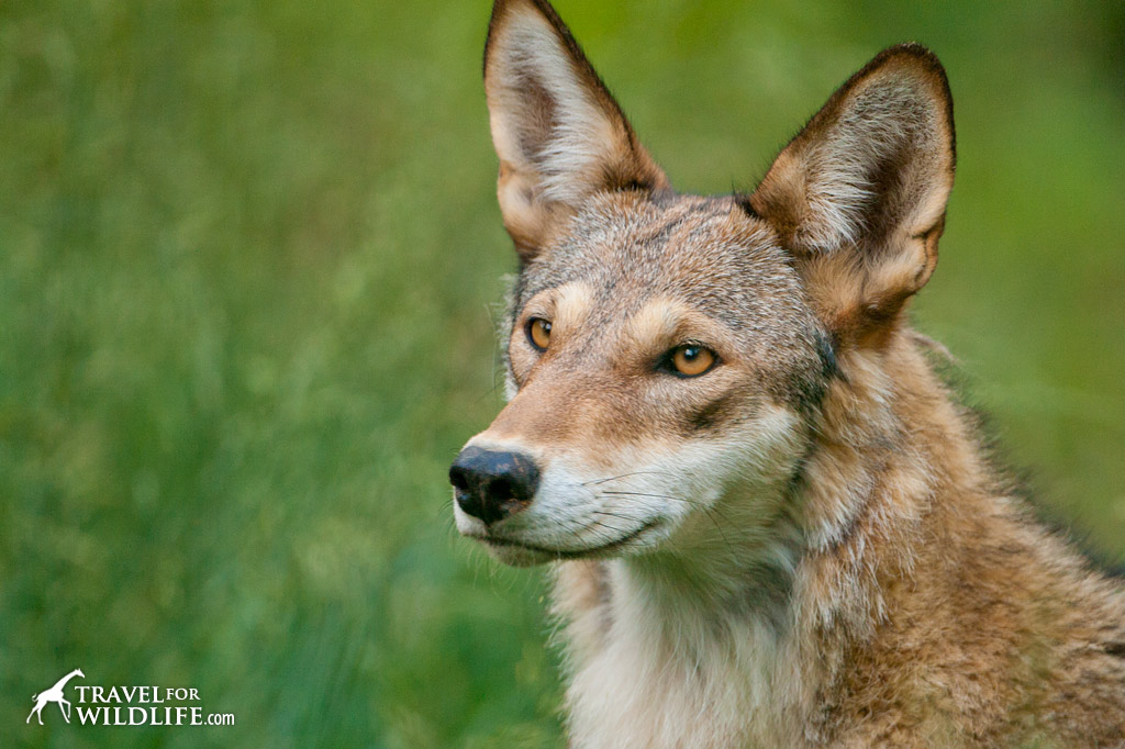Red Wolf