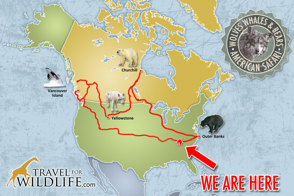 American safari route map, American wildlife