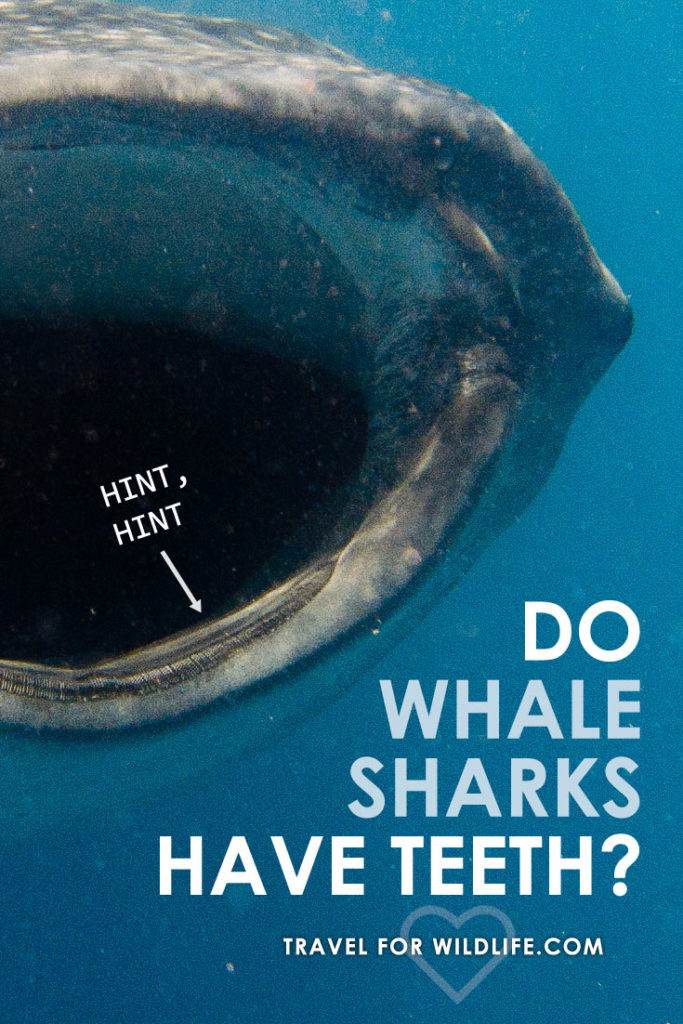 Whale sharks are filter feeders, sifting tiny plankton out of the water. So why do whale sharks have teeth?