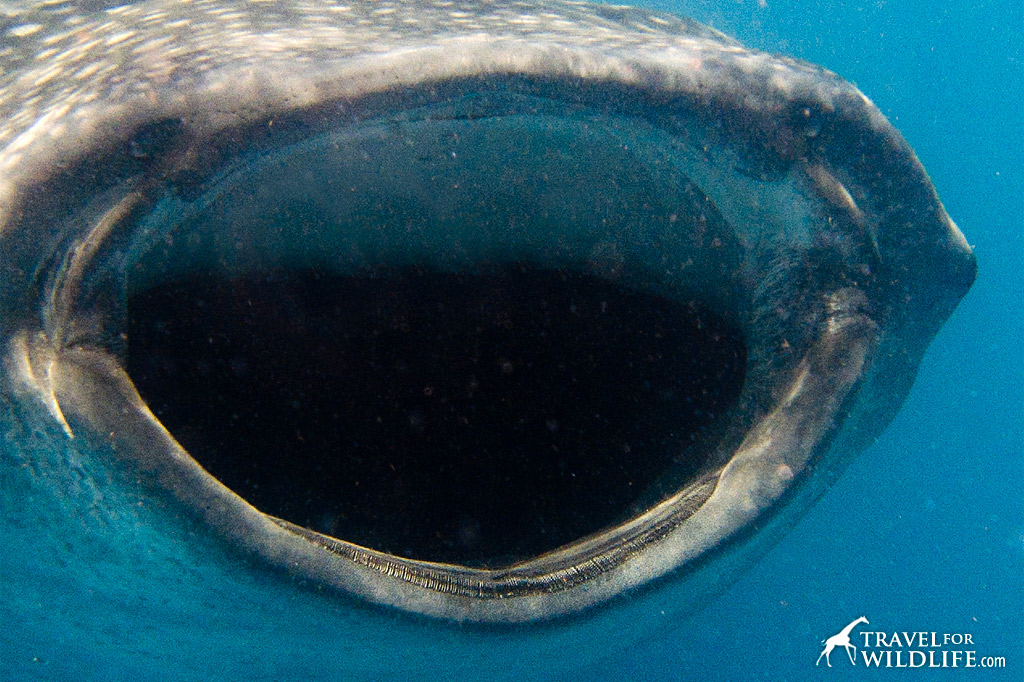 Do whale sharks have teeth? Yes! Whale shark teeth close up