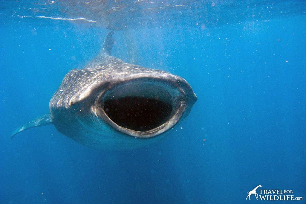 Do whale sharks have teeth? Whale Shark, Mexico