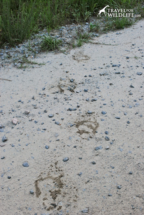 Bear tracks in Alligator River NWR