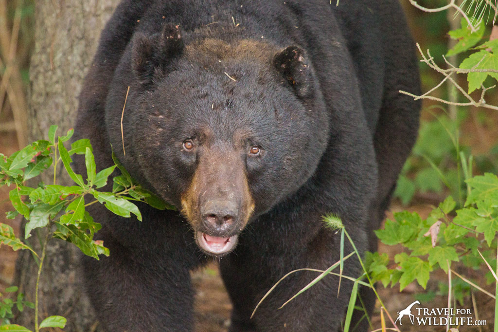 Black Bear in the Alligator River National Wildlife Refuge, NC