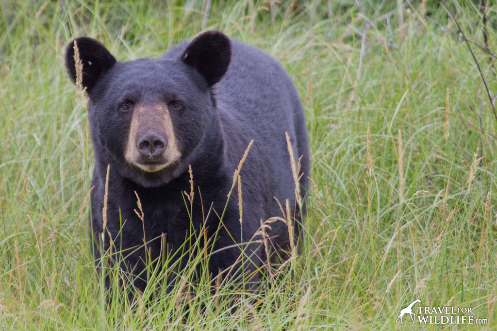 The drive to Thompson can yield great wildlife sightings like this black bear beside the road.