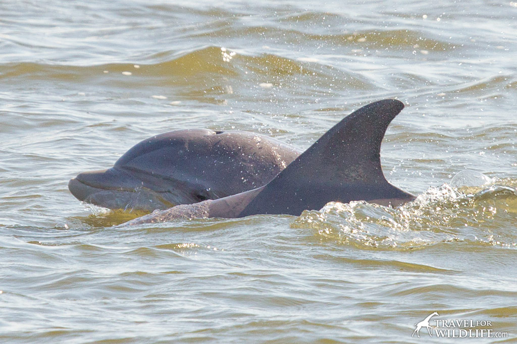 Nags Head Dolphin Tour