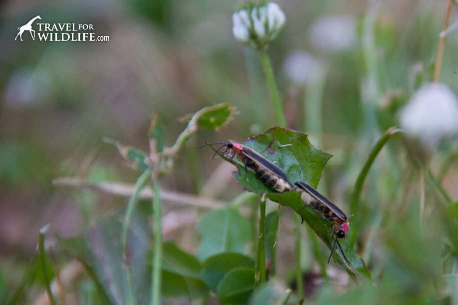 Fireflies mating