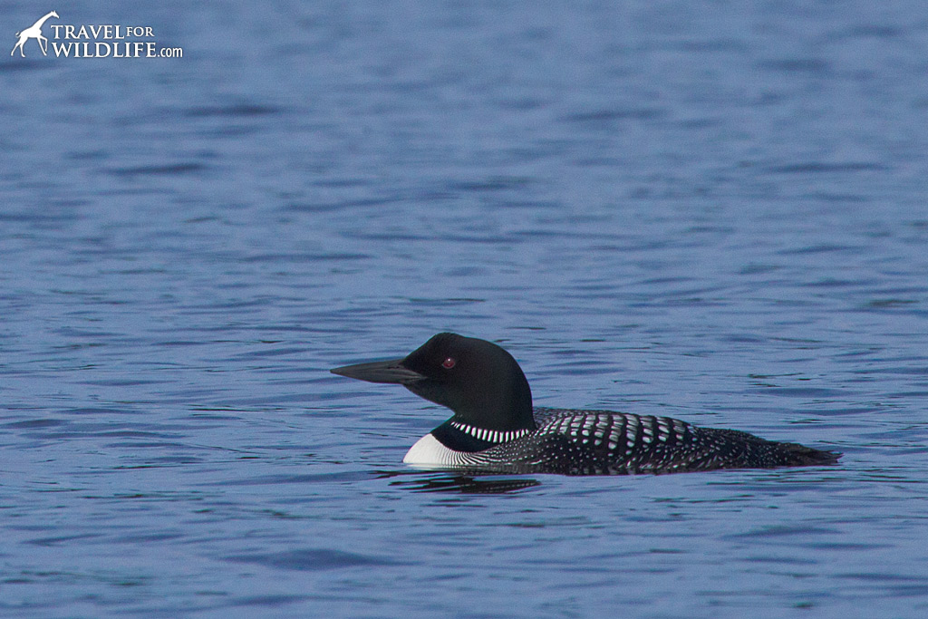A common loon is a daily sight at Birch Lake 