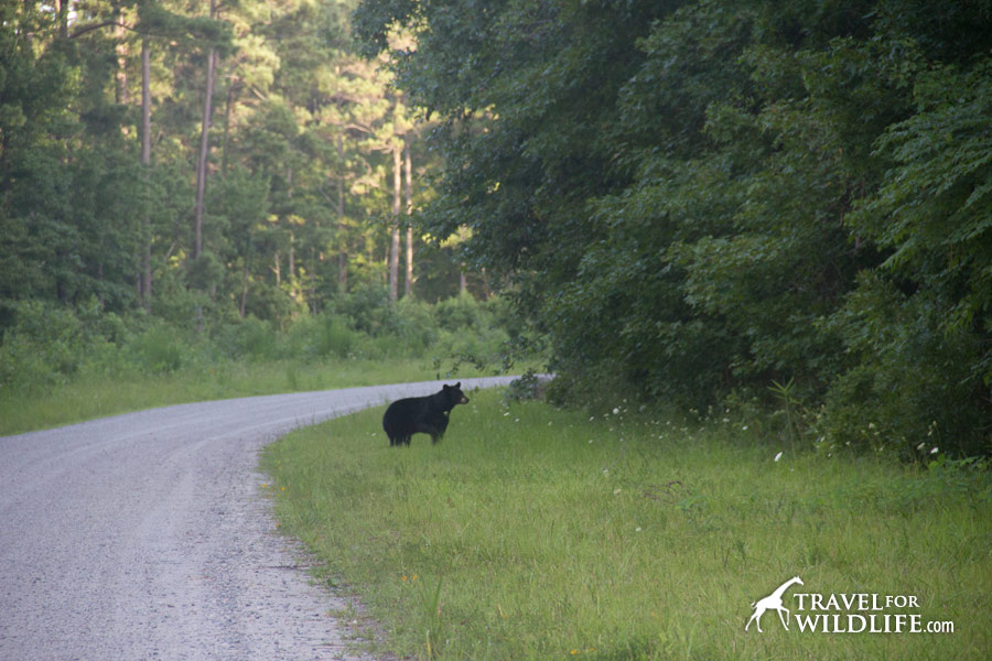 Black bear mother heads into the forest