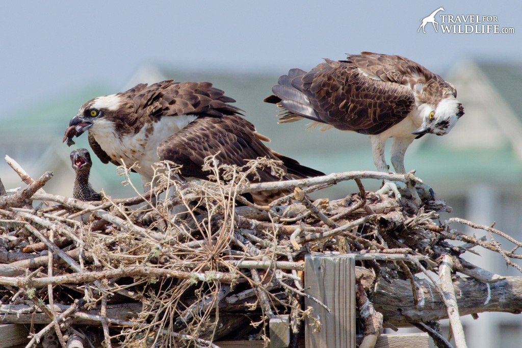 An Osprey mother feeding her chicks in Nags Head, NC