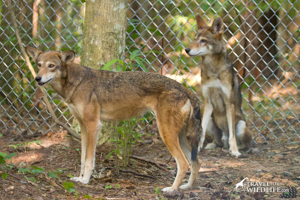 If you'd like to actually lay eyes on a red wolf, try one of the programs managed by the Red Wolf Coalition in Columbia, NC where you can see the ambassador wolves Hank and Betty