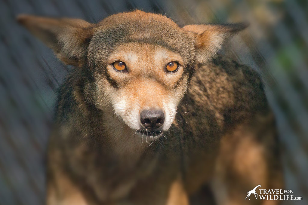 "Betty" one of the ambassador red wolves in Columbia, NC