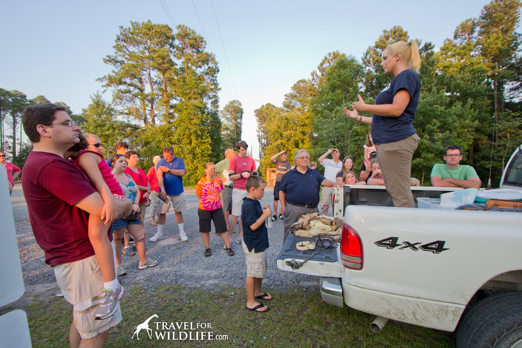 Learn about red wolves at the Red Wolf Howling program