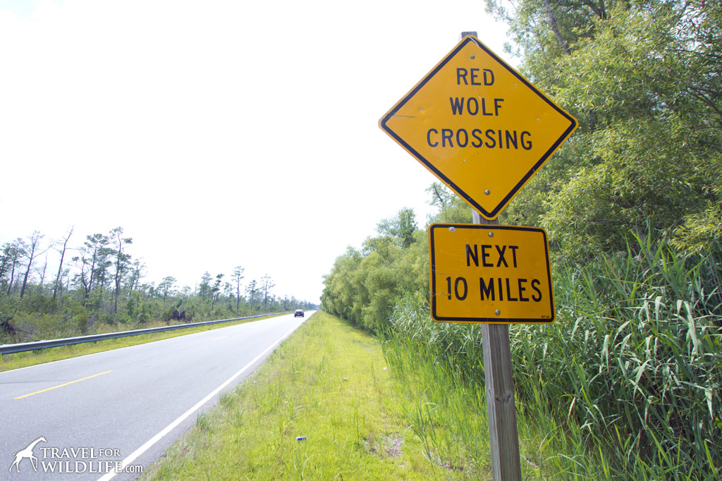 Red wolf crossing